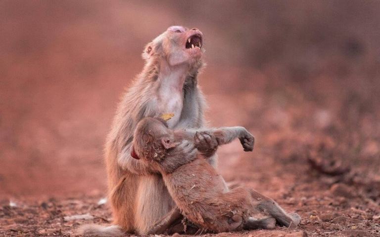 Mother monkey crying with her dead baby